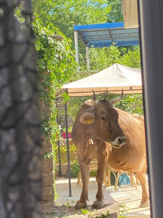 Etno Village Mihailovic Herceg Novi Exteriör bild